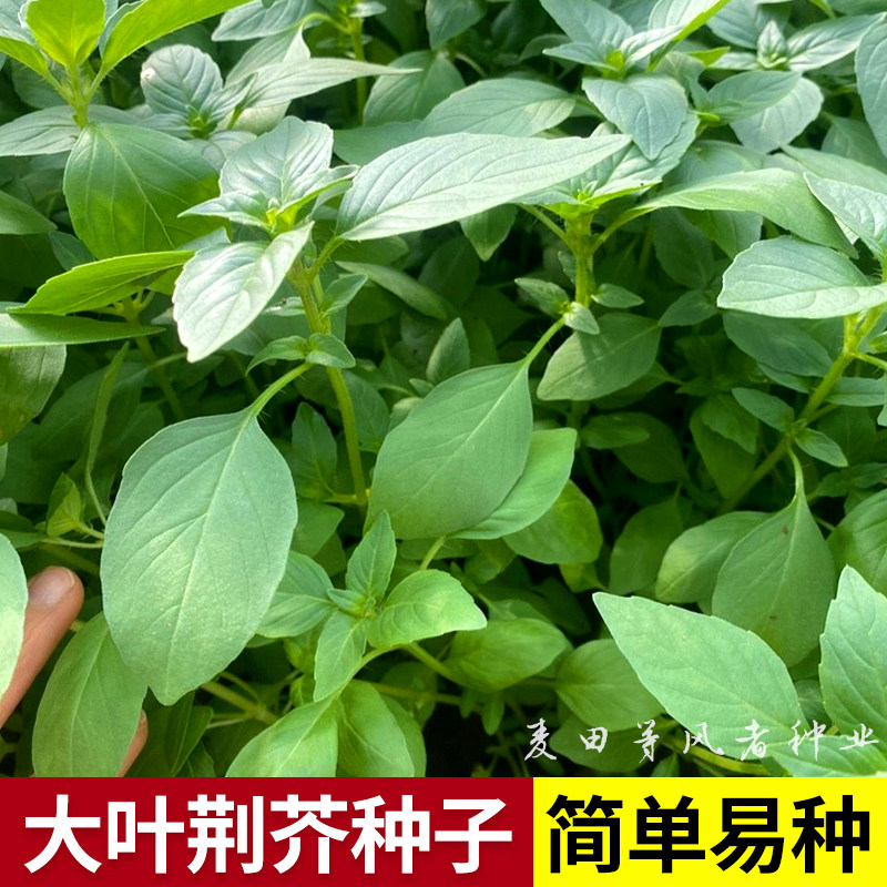 大叶荆芥种子春季播种香荆荠线荠菜籽可食用蔬菜香草田园阳台盆栽