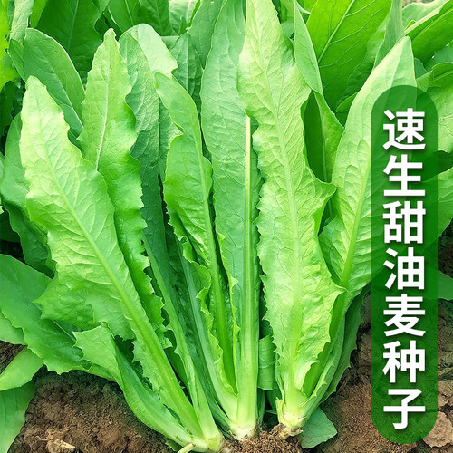 速生香甜油麦菜种子莜麦菜苦菜籽