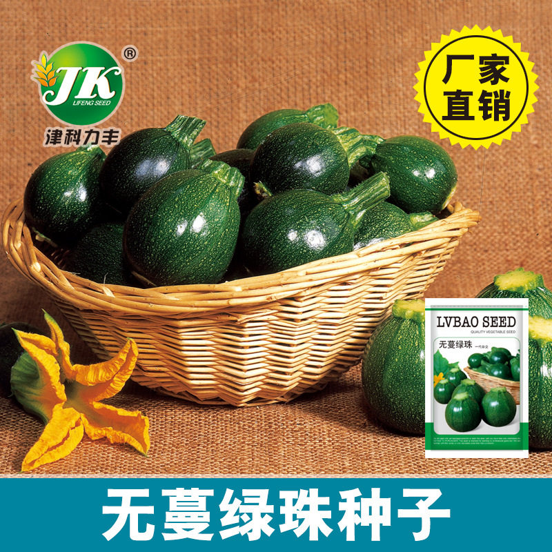 无蔓绿珠西葫芦种子绿色圆形早熟小菜嫩南瓜种籽圆球型蔬菜种孑