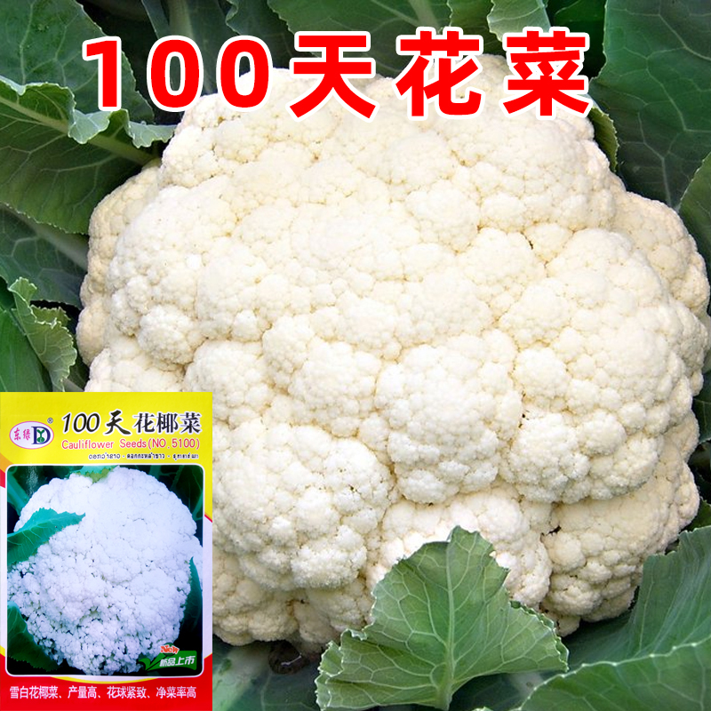 100花菜种子青梗花椰菜秋播
