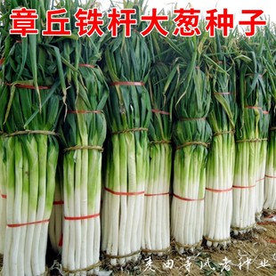 铁杆大葱种子山东章丘四季葱种子葱苗蔬菜种籽香葱小孑葱籽葱种籽