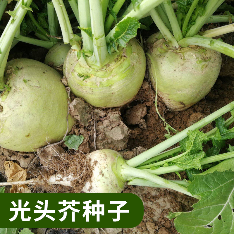 光头芥种子咸菜辣疙芥菜疙瘩种籽