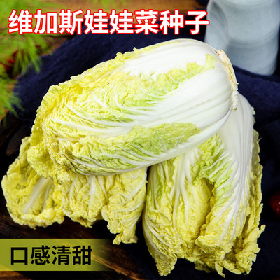 华煜蔬菜娃娃菜种子庭院生长快