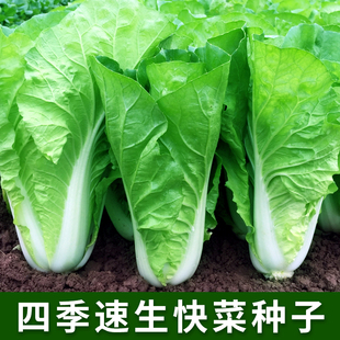 四季速生快菜种子阳台盆栽庭院农家作物播青菜小白菜疏蔬菜种籽孑