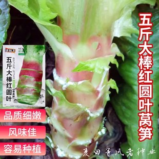 五斤大棒紅圓葉香萵筍種子四季 耐寒 蔬菜種孑窩筍種籽菜籽春秋冬季