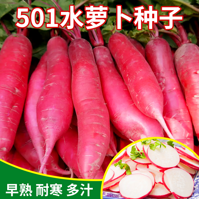 501水萝卜种子蔬菜红皮白心春季