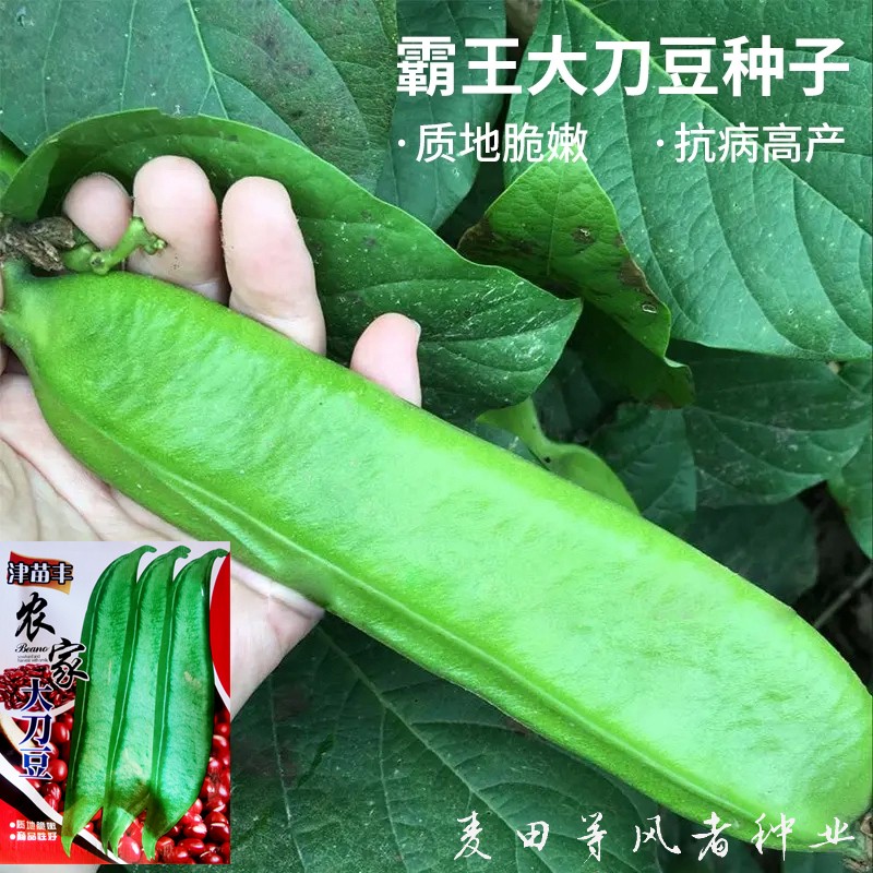 霸王大刀豆种籽爬藤蔬菜豆角