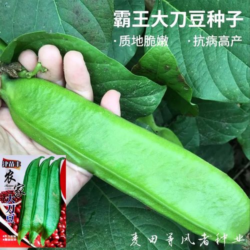 霸王大刀豆种籽爬藤蔬菜豆角