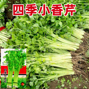 易种西芹蔬菜庭院阳台盆栽家庭种植香味浓细种籽 小香芹菜种子四季
