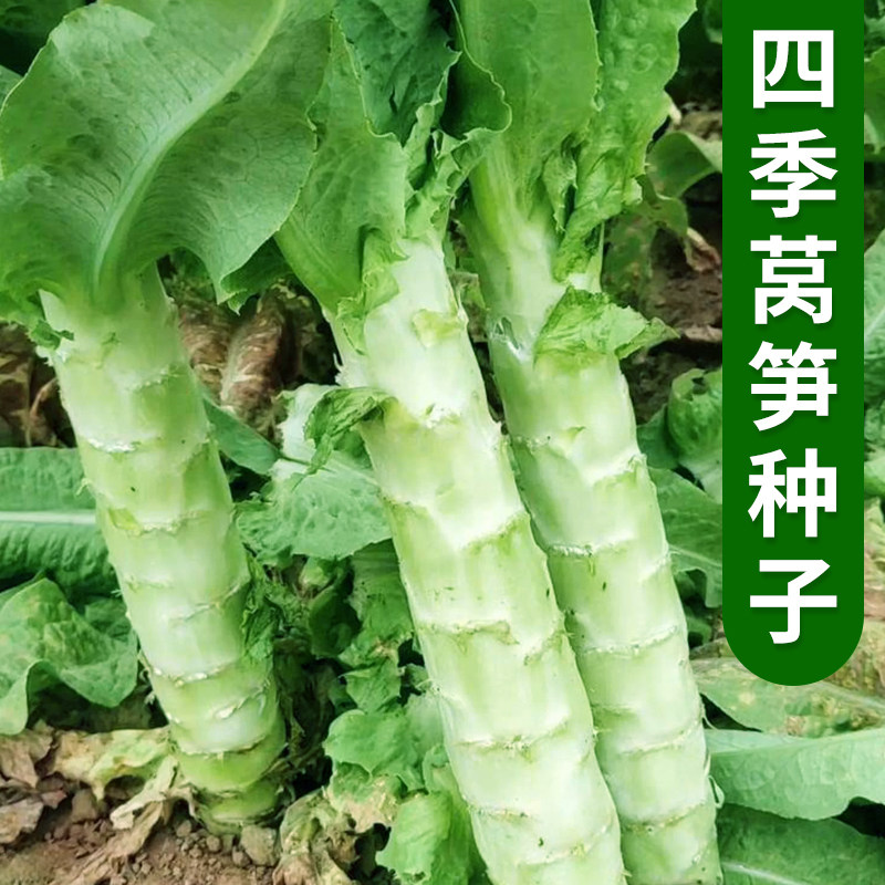 四季香莴笋种子青皮绿肉莴苣春秋阳台盆栽农家作物庭院疏蔬菜种籽