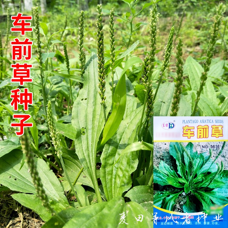 车前草种子食用野菜中药材车前子种籽春秋农家菜园阳台盆栽蔬菜孑