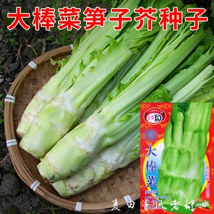 大棒菜笋子芥种子多汁肉白质甜嫩茎用芥菜菜头种籽农家菜园蔬菜孑