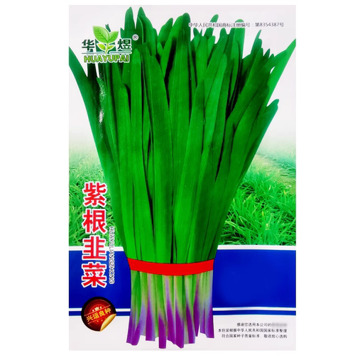 紫根韭菜种子红根宽叶韭菜种籽