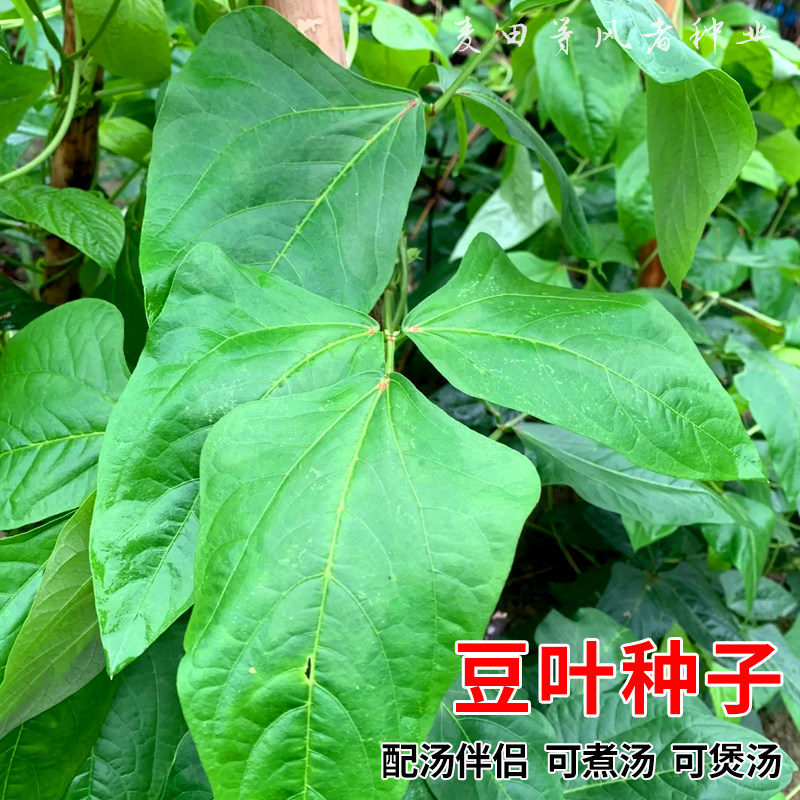 豆叶种子豆叶菜豆角叶子特选专用豇豆种籽配汤伴侣可煮汤可煲汤