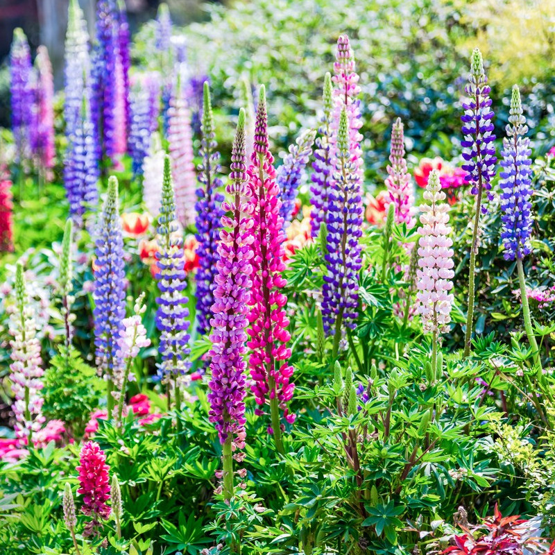 鲁冰花种子羽扇豆种籽易种易活春秋庭院阳台盆栽花海花卉植物种孑