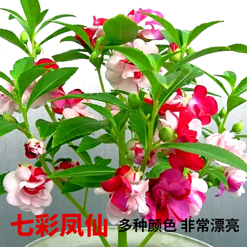 七彩凤仙花种子 室内阳台盆栽庭院专用易活四季指甲花花卉种籽孑
