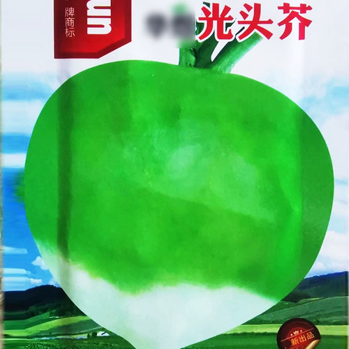 高产光头种子疙瘩芥菜秋季农家