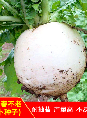 黑叶春不老萝卜种子四川圆白大萝卜种籽嫩甜晚熟耐寒秋冬季蔬菜孑