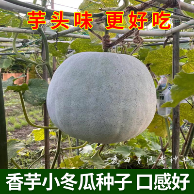 香芋迷你小冬瓜种子农家菜园蔬菜