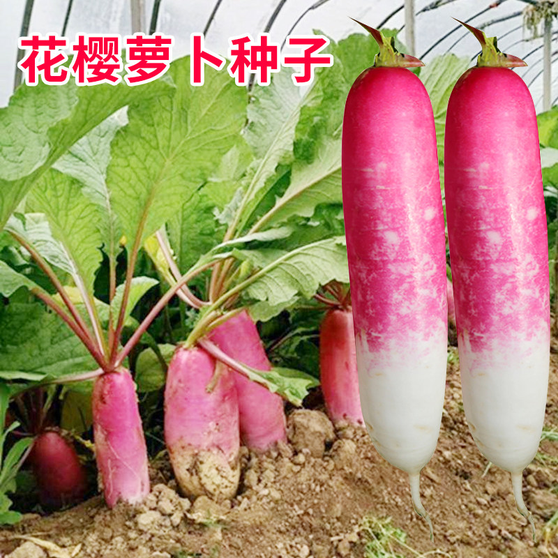 花樱水萝卜种籽花皮甜脆红玉水果萝卜红白皮秋播农家田园蔬菜种孑