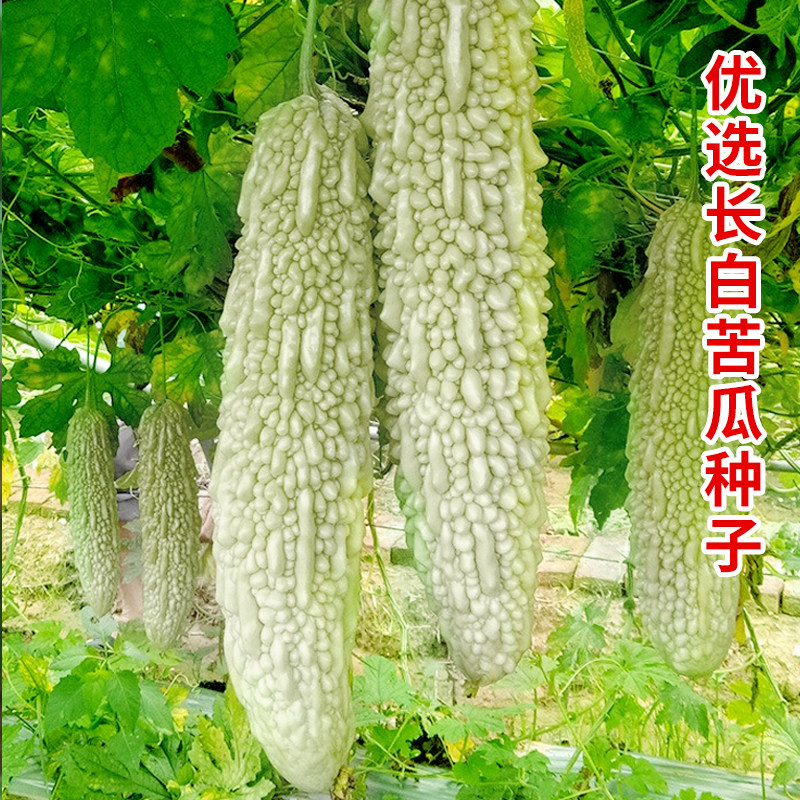 白玉苦瓜种籽长白苦瓜籽阳台凉瓜种子春秋冬季苗四季春季蔬菜种孑