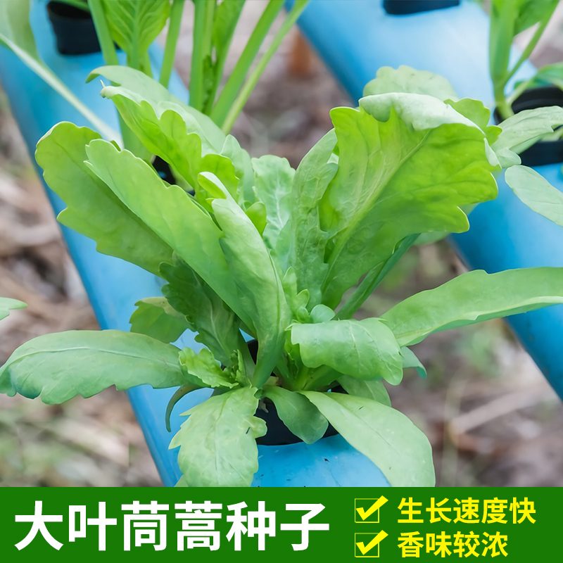 大叶茼蒿种子阳台专用菜种大全秋冬季蔬菜茼蒿种籽四季孑菜苗菜籽