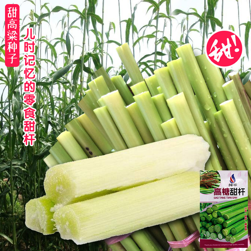 甜高粱种子农家绿皮春秋甘蔗
