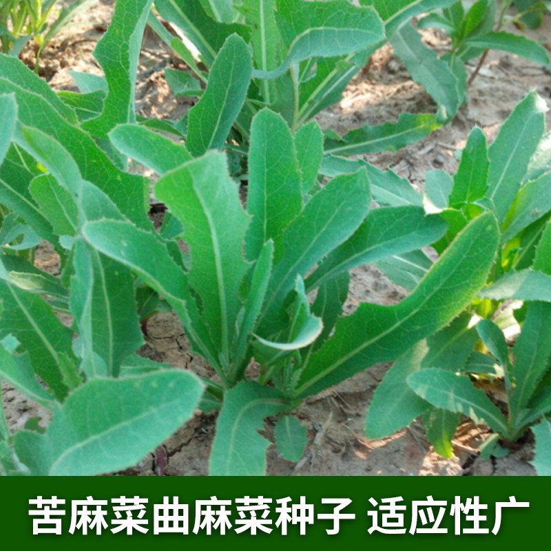 苦菜种子种籽曲麻菜苦麦菜四季菜盆栽苦麻菜籽菜种蔬菜种籽种孑