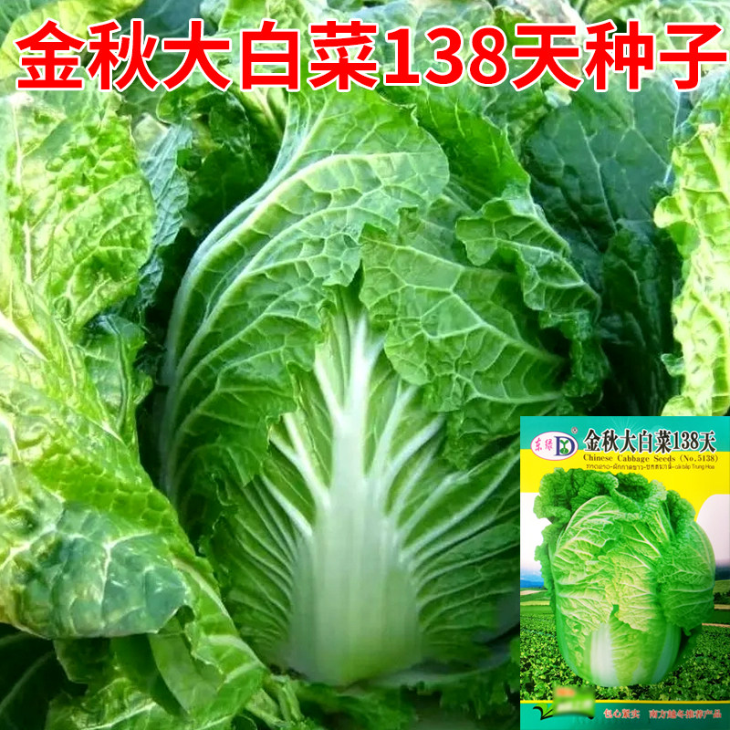 金秋大白菜138天种子越冬白菜籽图片