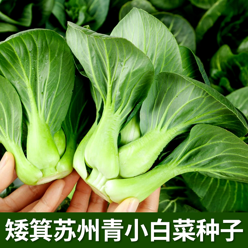 黑大头苏州青种子矮脚小白菜油菜