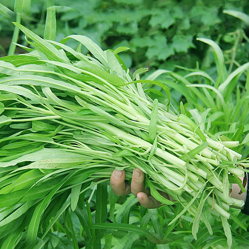 白杆柳叶空心菜种子白梗通心菜种籽阳台盆栽青菜农家菜园蔬菜种孑