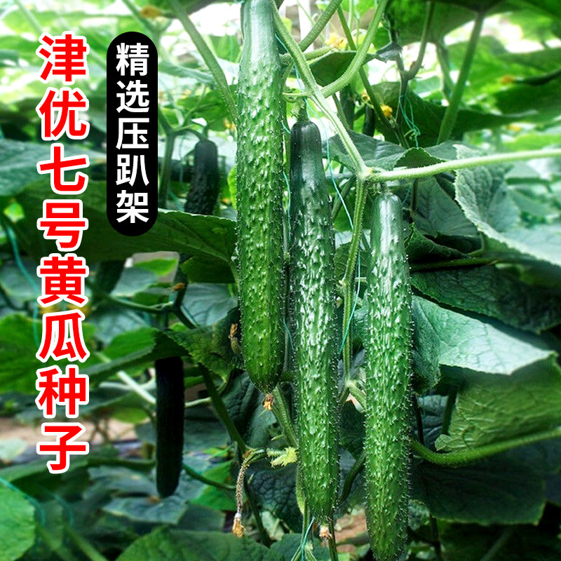 黄瓜种子绿瓤绿芯密刺青瓜农家阳台盆栽爬藤春季瓜果疏蔬菜种籽孑