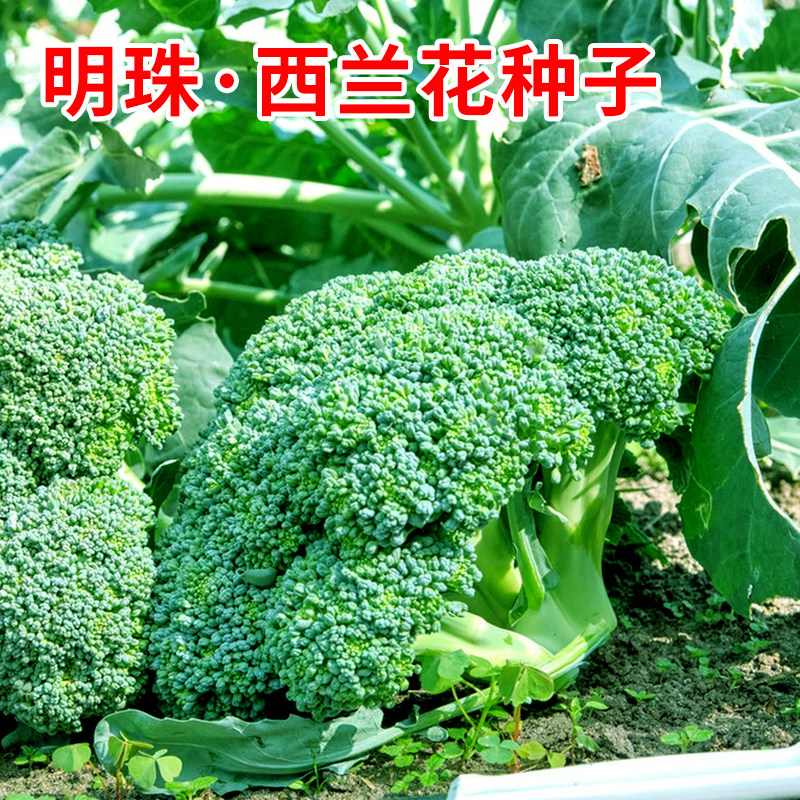 西兰花种子西蓝花绿色青花椰菜图片