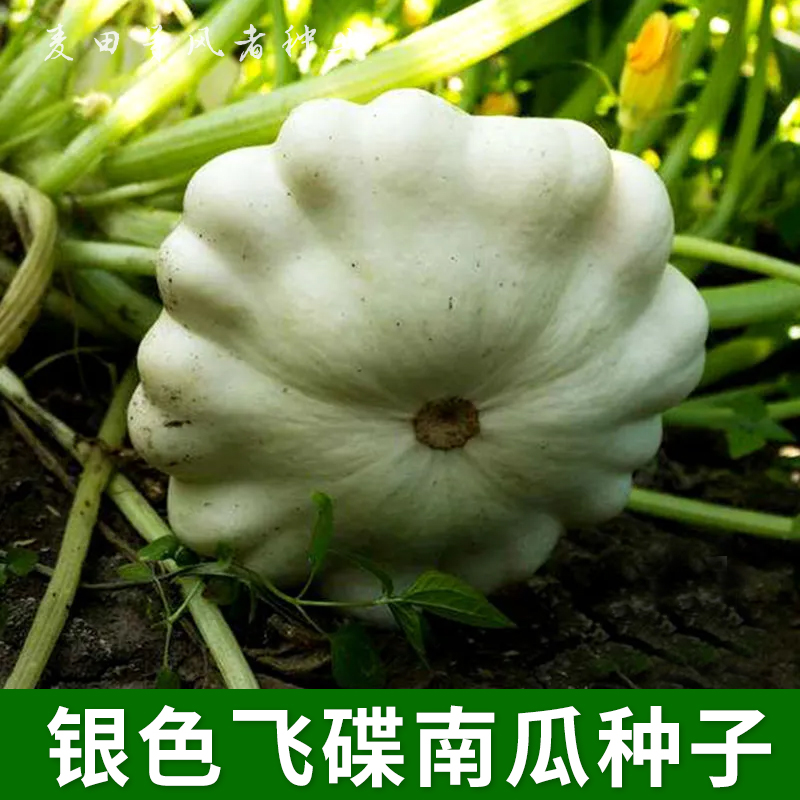 银色飞碟南瓜种子观赏食用碟形瓜扁圆西葫芦种籽农家菜园蔬菜种孑