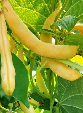 黄金钩油豆种子春秋两季豆角黄色架豆芸豆东北特色庭院蔬菜种籽孑