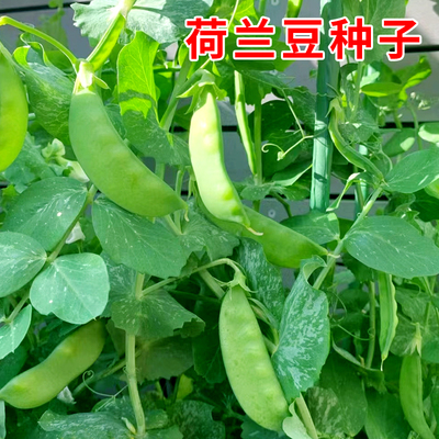 荷兰豆种子早熟香甜脆嫩豌豆菜豆