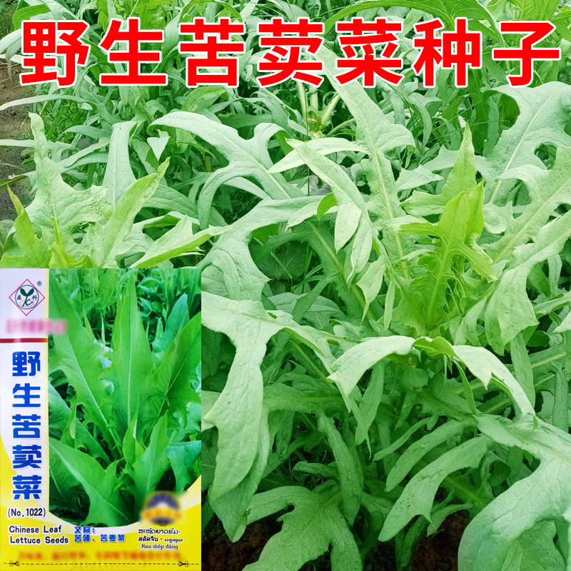 野生苦荬菜唛菜种子小苦苣苦麦菜春秋季农家阳台盆栽庭院蔬菜种籽