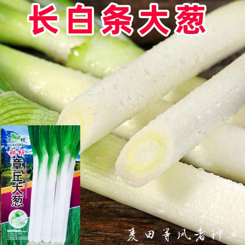 新品白条大葱种子山东章丘