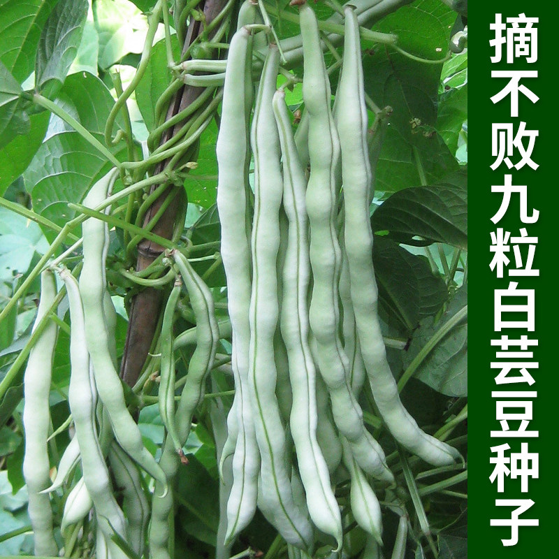 摘不败九粒白芸豆种子四季豆菜豆种籽早熟春秋农家田园爬藤蔬菜孑