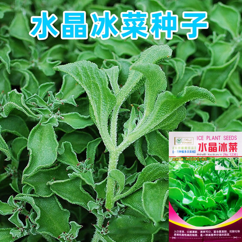 水晶冰菜种籽夏天南方农家