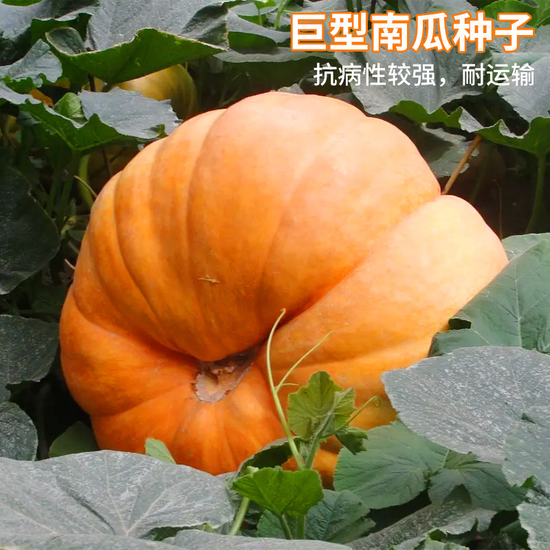 巨型南瓜种子特大南瓜种籽新品种观赏食用高产四季春秋蔬菜种子