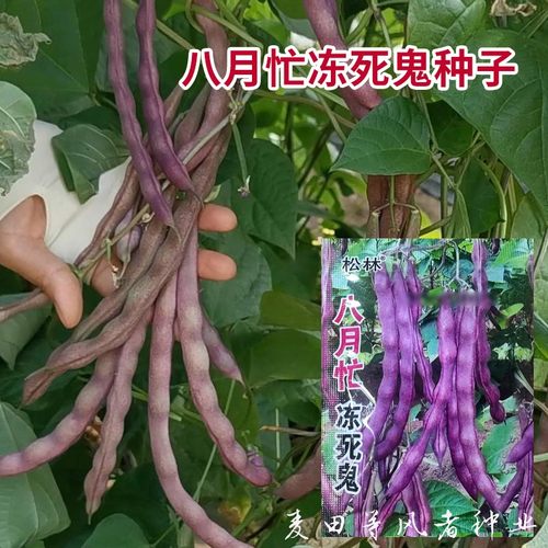 八月忙冻死鬼种子耐寒耐热高产