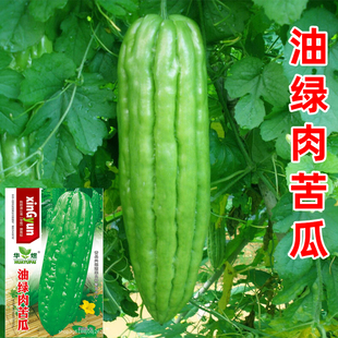 大肉苦瓜种子春季 播长绿苦瓜籽阳台家庭盆栽抗病瓜果蔬菜种子高产