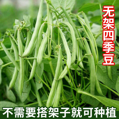 不搭架四季豆菜豆苗秧大全