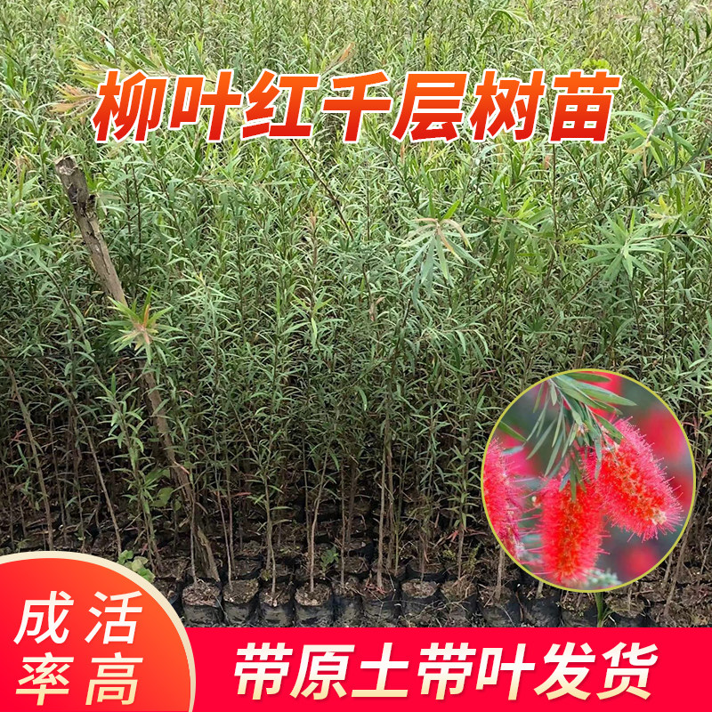 红千层树苗垂枝串钱柳红瓶刷金宝树红花苗别墅庭院室内外耐寒耐热