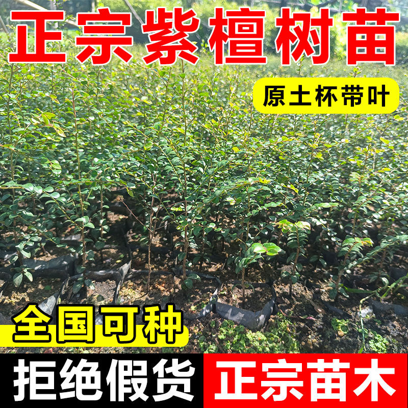 正宗小叶紫檀名贵苗木台湾盆栽地栽小叶紫檀观赏植物基地直销树苗