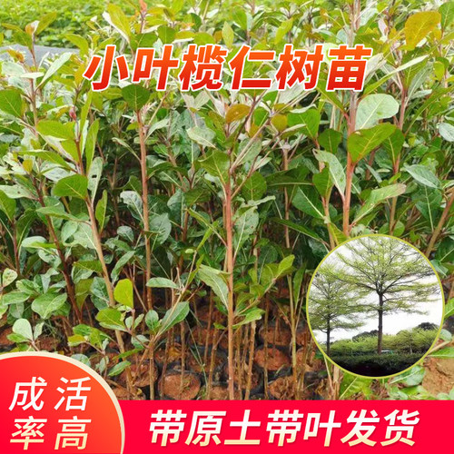 小叶榄仁树苗细叶榄仁苗风景树苗雨伞树绿化庭院遮荫盆栽地载树苗
