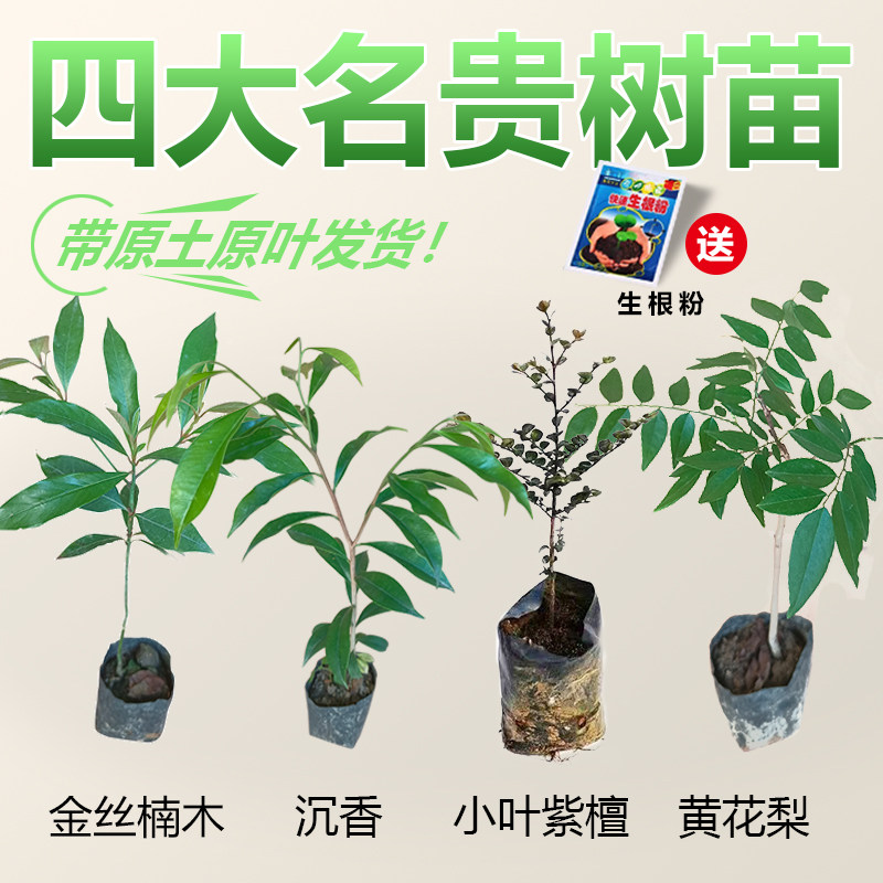 名贵苗木正宗奇楠沉香金丝楠木