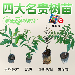 四大名贵苗木正宗奇楠沉香树苗土沉香金丝楠木小叶紫檀海南黄花梨