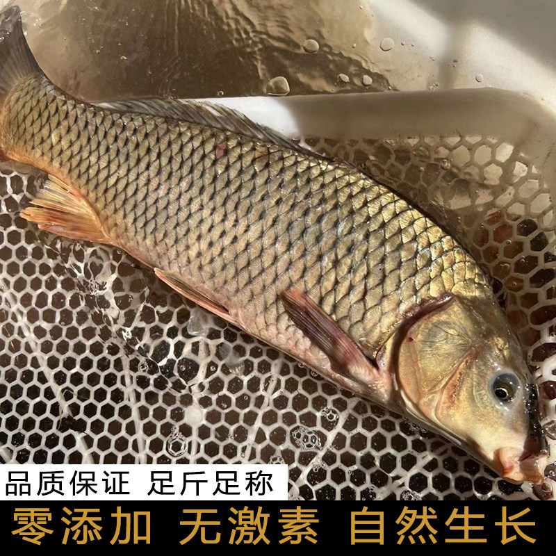 湖北淡水鱼鲤鱼四鼻鲤鱼